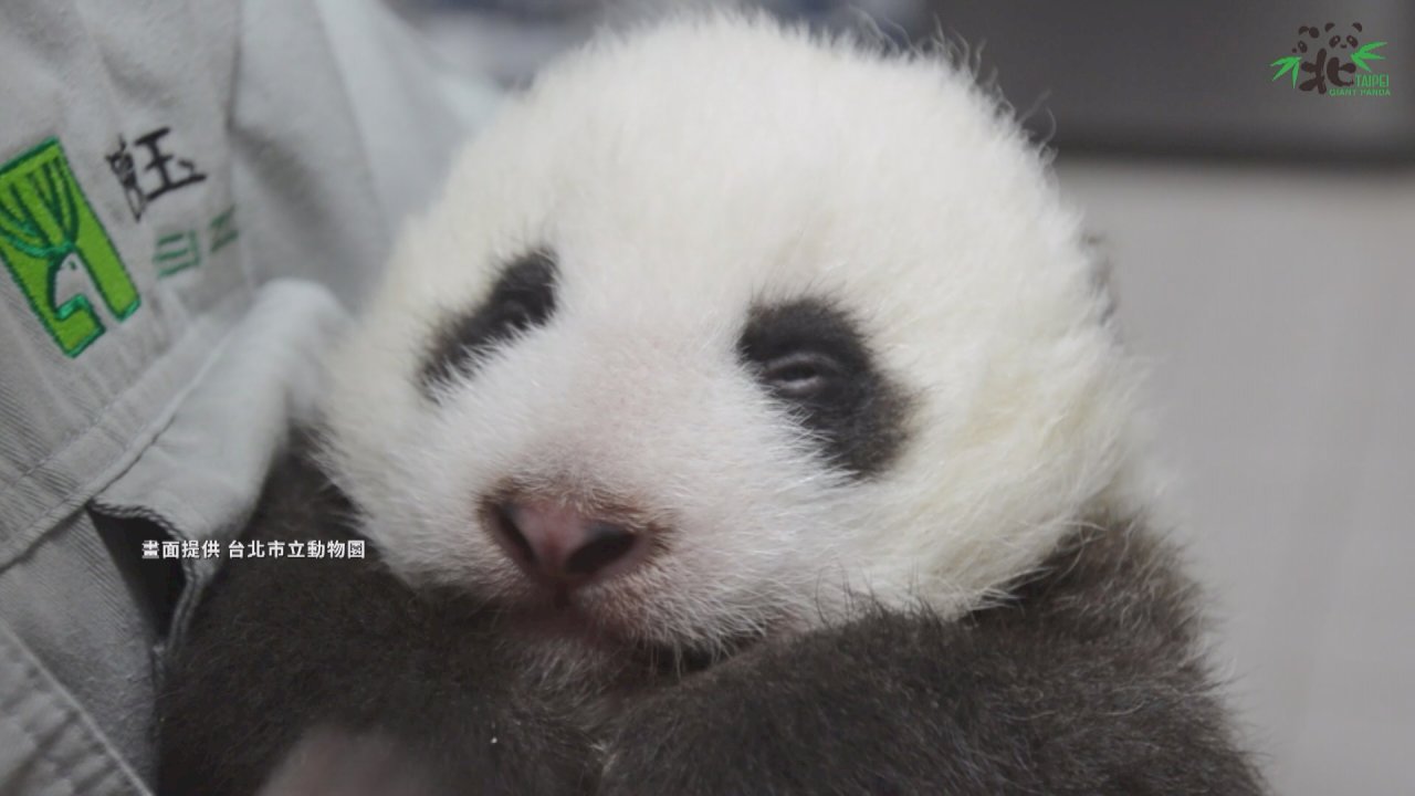 Video Public Can Now Vote On Name For New Baby Panda At Taipei Zoo News Rti Radio Taiwan International